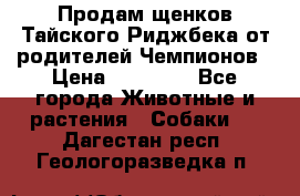 Продам щенков Тайского Риджбека от родителей Чемпионов › Цена ­ 30 000 - Все города Животные и растения » Собаки   . Дагестан респ.,Геологоразведка п.